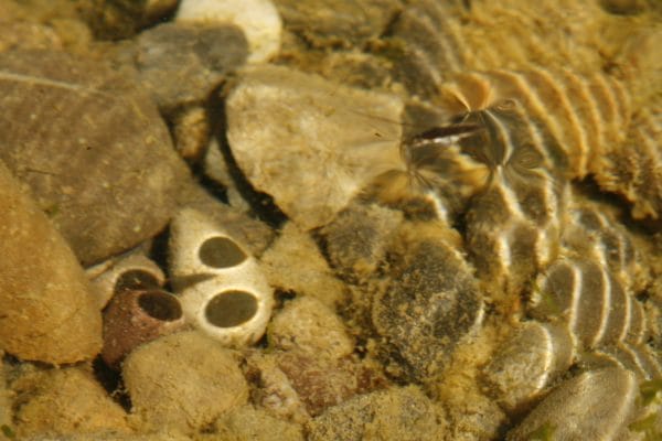 Im Wasser sieht man den Schatten eines Wasserläufers.
