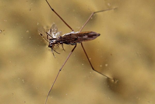 Ein Wasserläufer im Teich.