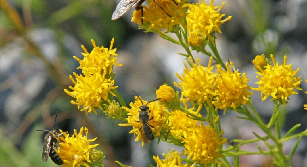 Eine Schwebfliege auf Wildpflanze.