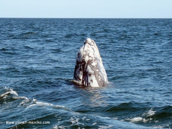 Grauwale sind extreme Zugtiere.