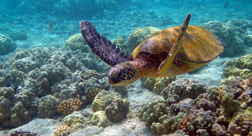 Eine Meeresschildkröte schwimmt durch eine Licht durchtränkte Küstenregion eines Meeres.
