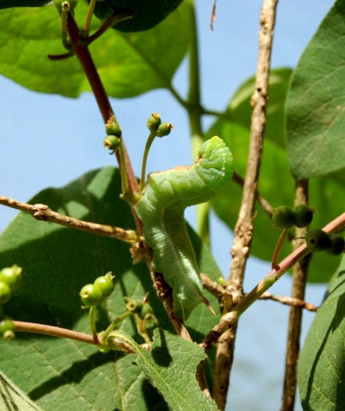 Die Raupe eines Hummelschwärmers.