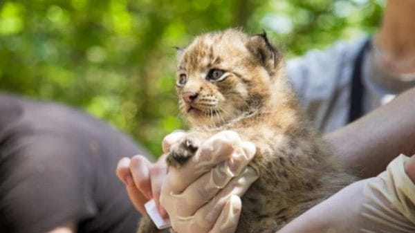 Die Wiederbesiedlung im Pfälzerwald ist gelungen: Es gab Nachwuchs.