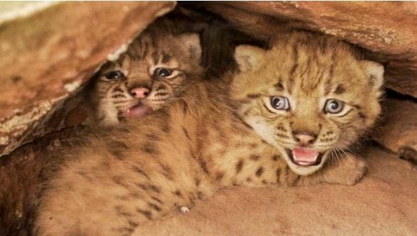 Nachwuchs bei den Luchsen im Pfälzerwald.