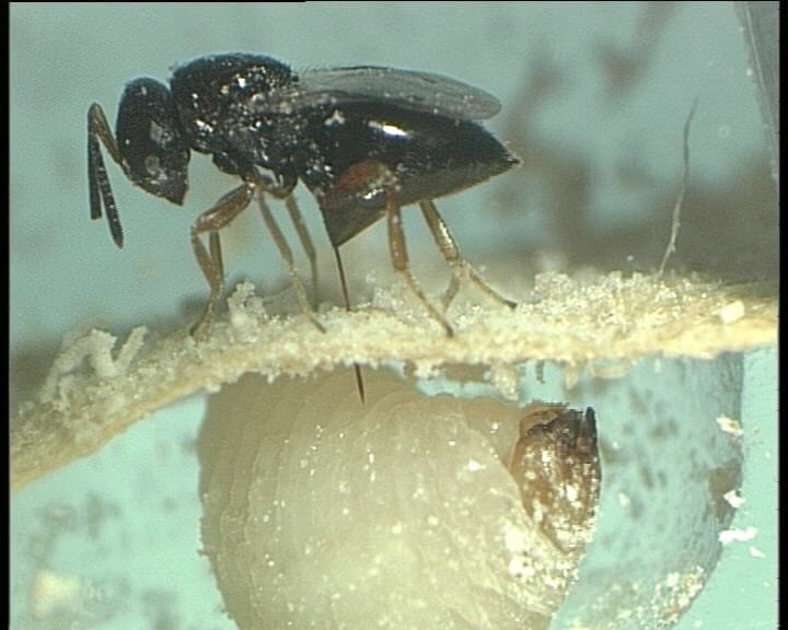 Eine Lagererzwespe legt ihr Ei auf der Larve des Kornkäfers ab.