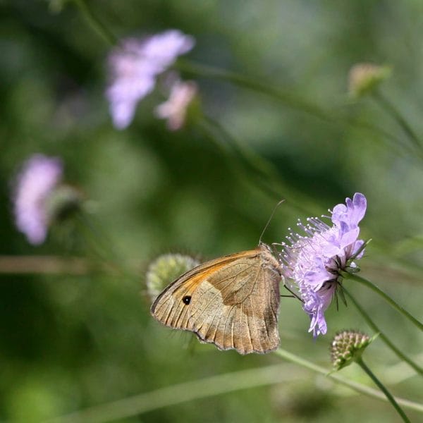 Der Schmetterling Ochsenauge auf einer Blüte.
