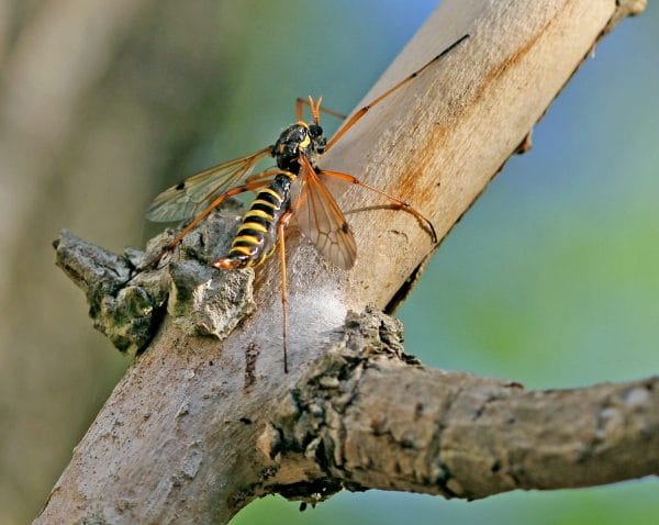 Eine Schnake auf einem Ast.