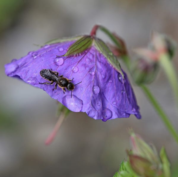 SCherenbiene auf Glockenblume.