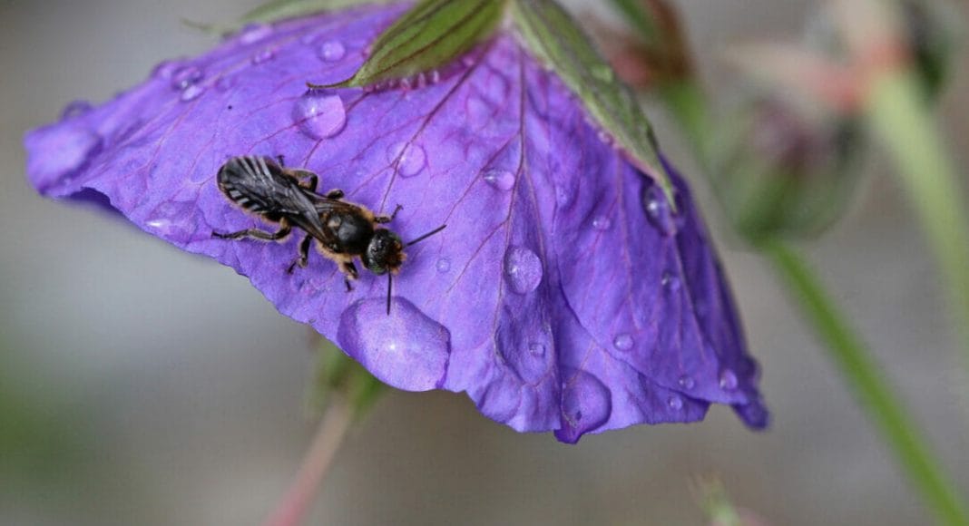 Scherenbiene auf Glockenblume.