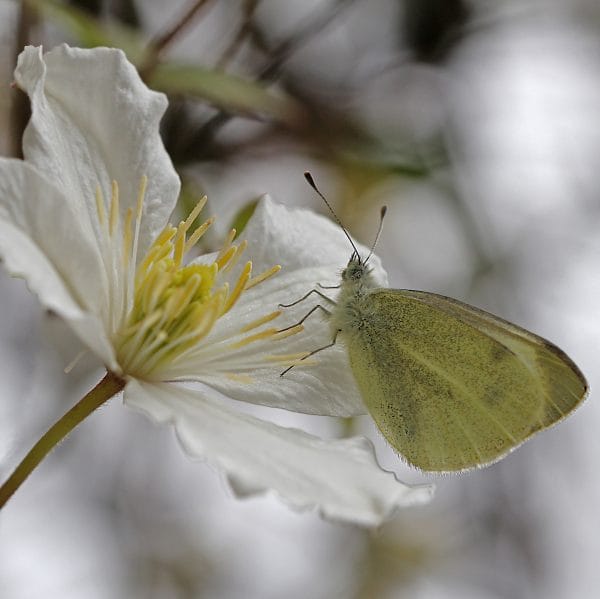 Ein Kohlweissling auf einer weissen Clematisblüte.