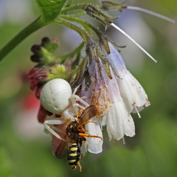 Eine Solitärwespe findet ihren Tod, die Krabbenspinne profitiert.
