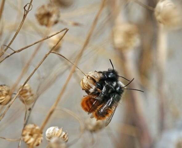 Mauerbienen bei der Paarung.