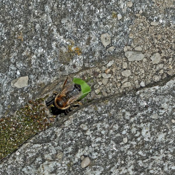 Eine Blattschneiderbiene auf Stein.
