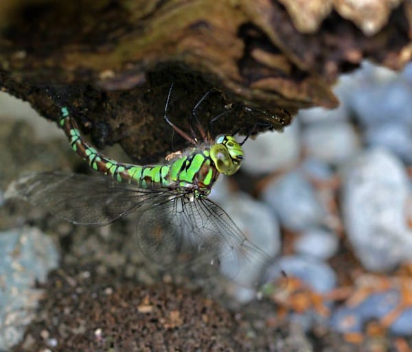 Eine Libelle, Blaugrüne Mosaikjungfer, auf Totholz.