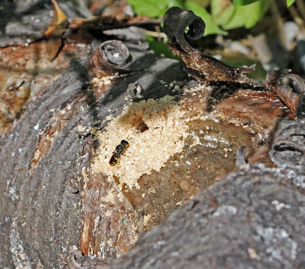 Eine Grabwespe (Ectemnius spec.) nagt ein Loch ins Totholz.