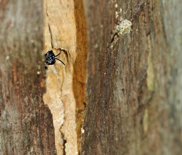 Eine Grabwespe, Pemphredon spec. im Totholz.