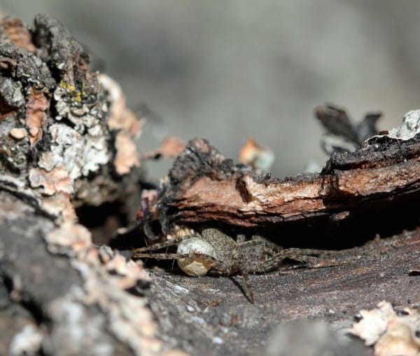 Eine Wolfsspinne im Totholz.