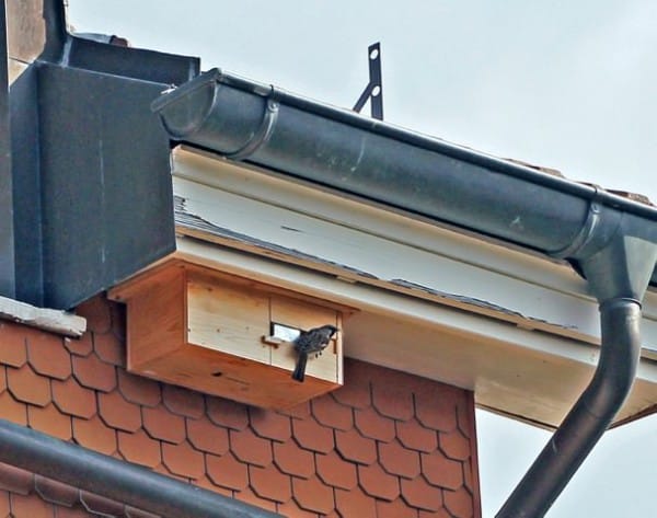 Spatz auf einem Dach