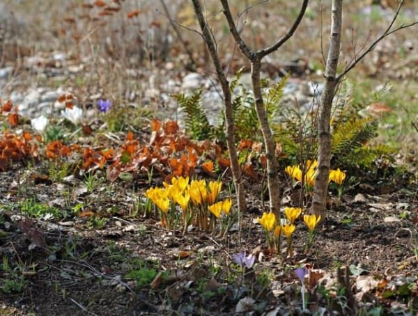 Ein naturnaher Garten im Frühling.