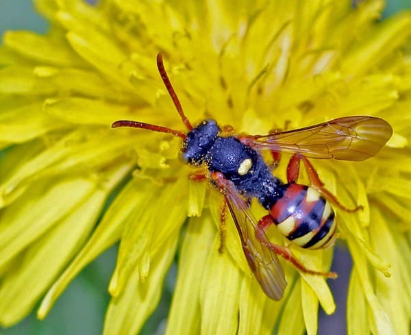 Eine Wespenbiene Nomada bifasciata