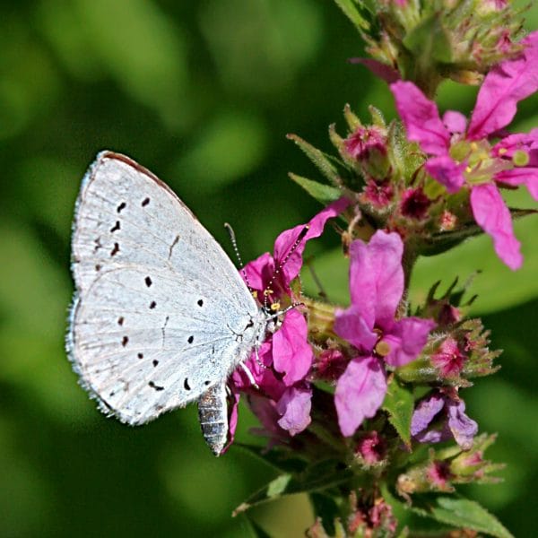 Faulbaumbläuling auf einer Blüte.