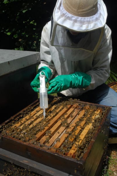 Behandlung der Bienenwabe gegen Milben.