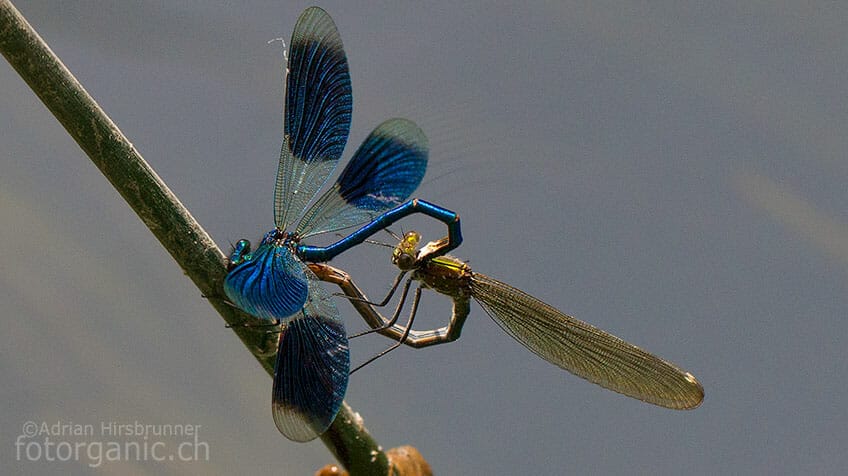 Prachtlibellen bei der Paarung.
