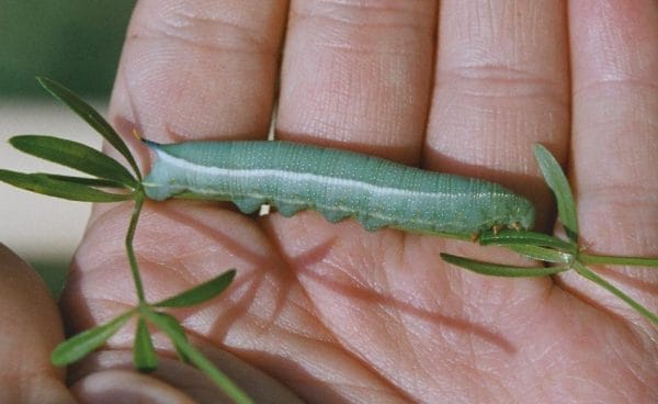 Die Raupe eines Taubenschwänzchens.