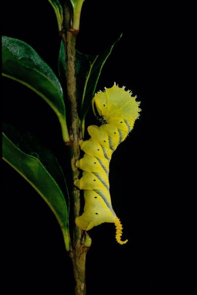 Die Raupe von einem Totenkopfschwärmer.