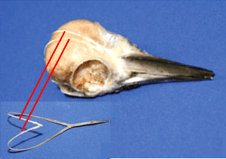 Das herzförmige Zungenbein umschliesst den Schädel und hält ihn fest am Platz. | © Wang et al., PLoS One doi