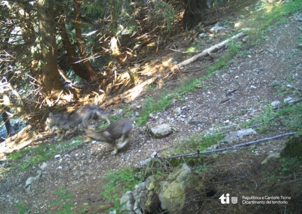 Wolf-Nachwuchs ist in eine Fotofalle getappt.