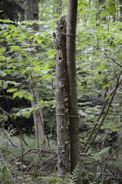 Totholz ist wichtig für diverse Vögel und Insekten.