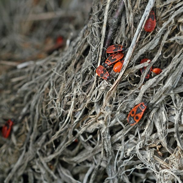 Feuerwanzen am Boden.