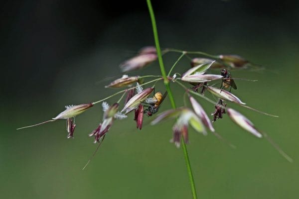 Blühendes Gras mit Insekten, Fliegen drauf.