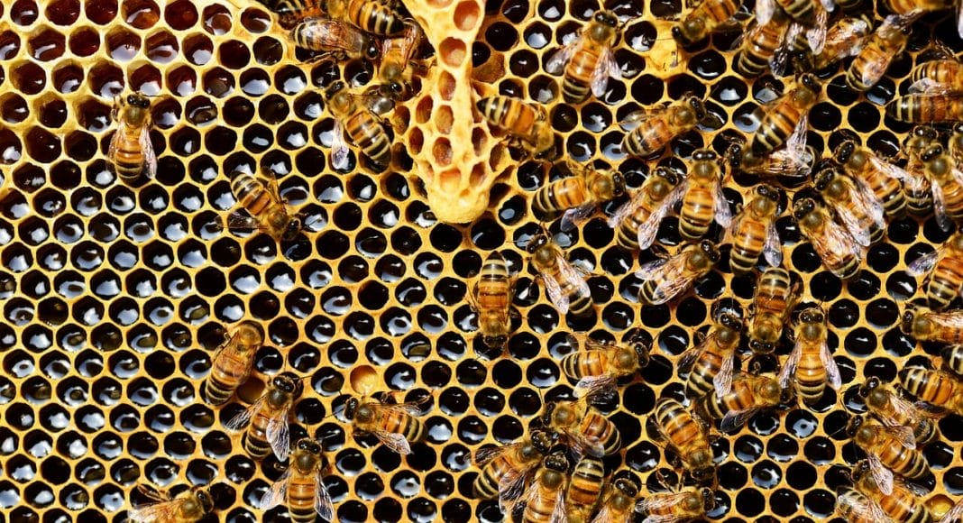 Der Honig ist weltweit mit Pestizid belastet.