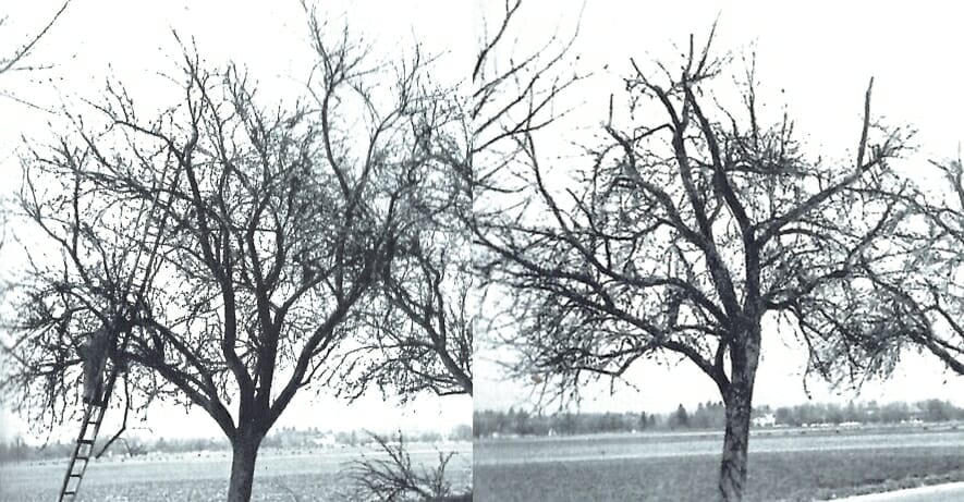 Schnitt eines Obstbaumes.