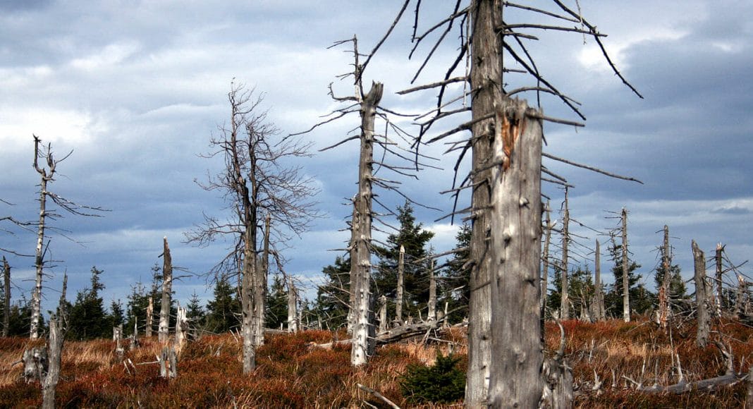 Luftverschmutzung und Feinstaub machen Bäume anfällig auf Trockenheit und fördern so das Waldsterben.