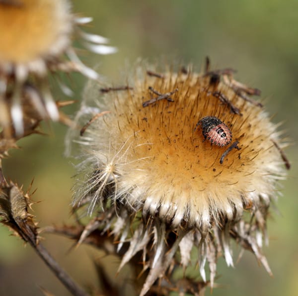 Wanzenlarven auf verblühter Blüte.