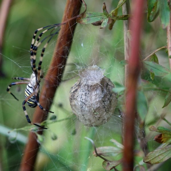 Eine Wespenspinne mit ihrem Cocon.