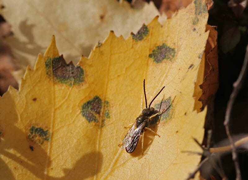 Eine Wildbiene auf einem verfärbten Blatt.