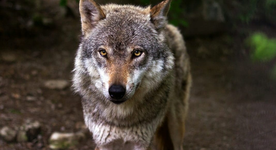 Junger Wolf hatte eine Krankheit und musste erlegt werden.